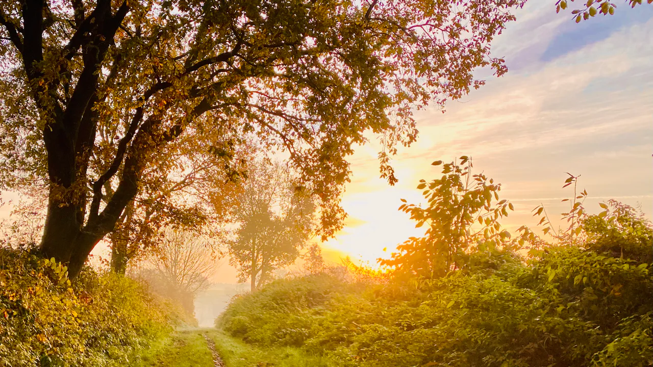A sunlit path through the trees at sunrise